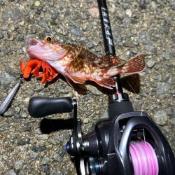 ロックフィッシング