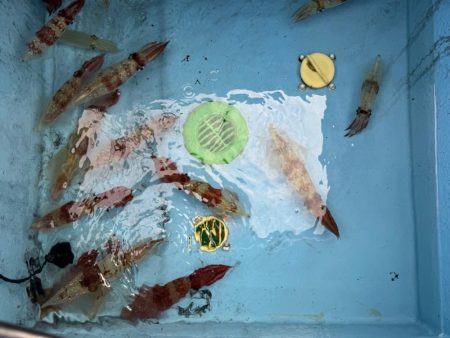 釣果イマイチだけど型良し混ざり