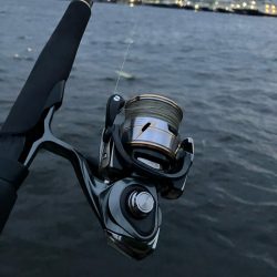 こんな所で甲イカ⁉︎