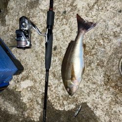 やっとまともに釣れた