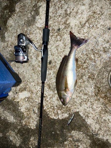 やっとまともに釣れた