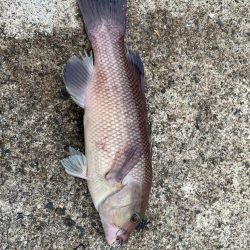 安定して釣れてました