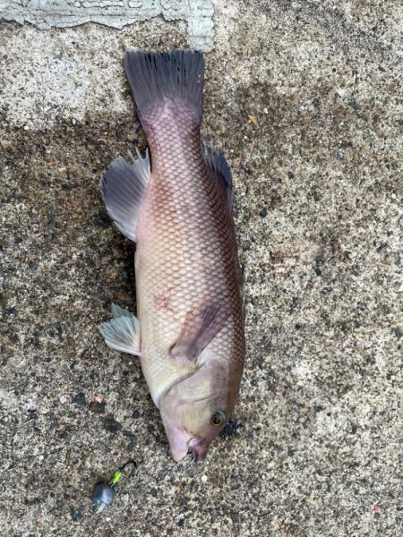 安定して釣れてました