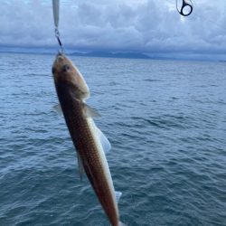 タチウオ、アジ