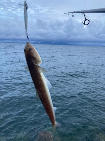 タチウオ、アジ