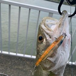 今年初シーバス