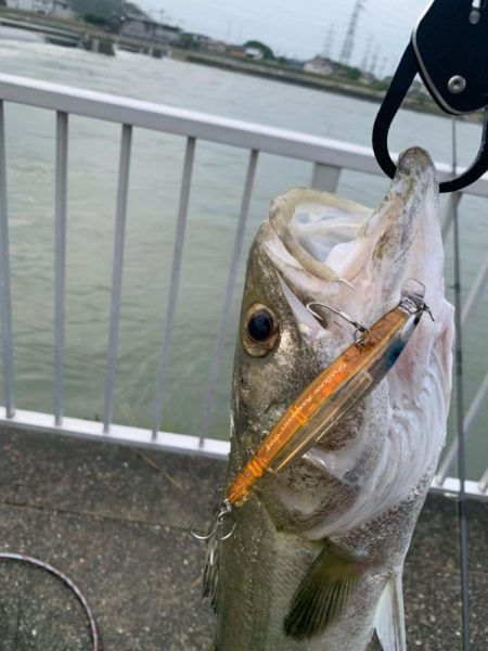 今年初シーバス