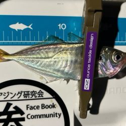 湾奥調査続行中