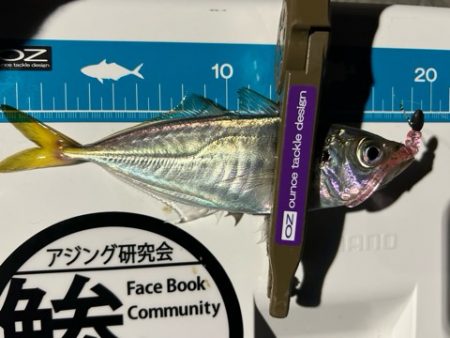 湾奥調査続行中