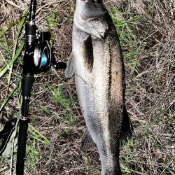 長めのフォール!!4つ目のバイブレーションの使い方