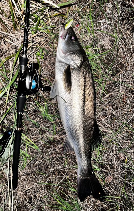 長めのフォール!!4つ目のバイブレーションの使い方