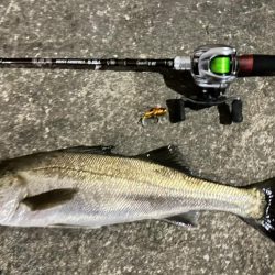 ベイトタックルでシーバスと遊んでみた！