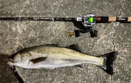ベイトタックルでシーバスと遊んでみた！