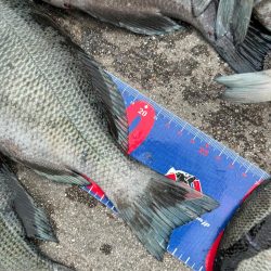 魚津港フカセ釣り