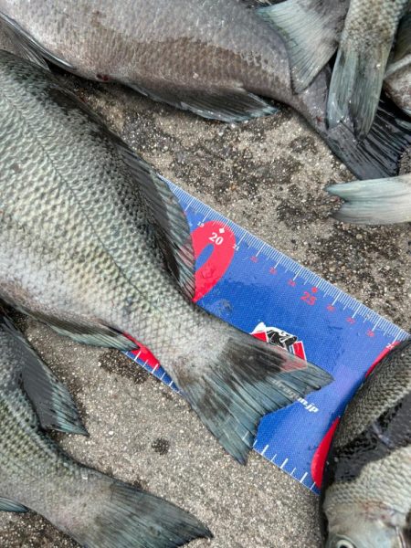 魚津港フカセ釣り