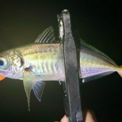 釣りたてのアジは虹色に輝く！