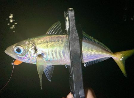 釣りたてのアジは虹色に輝く！