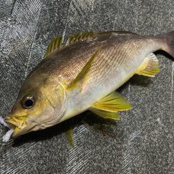 バチコンゲームを堪能