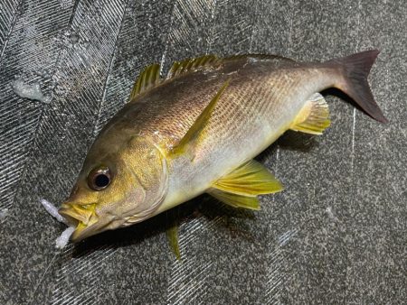 バチコンゲームを堪能