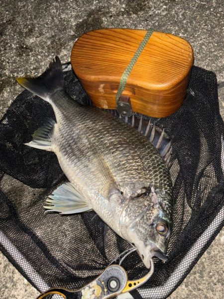 ヘチってきました