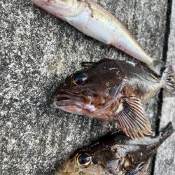 底物釣りでチヌやガシラ釣れましたや