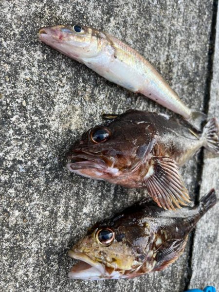 底物釣りでチヌやガシラ釣れましたや