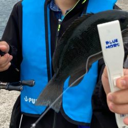 ライト五目とキス調査