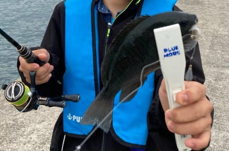 ライト五目とキス調査