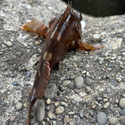 ガシラで一杯いく