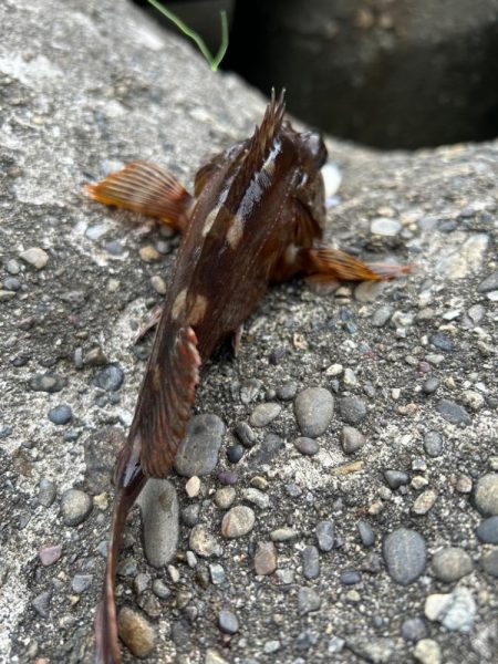 ガシラで一杯いく