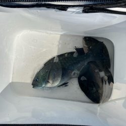 沖磯 梅雨グレ釣り