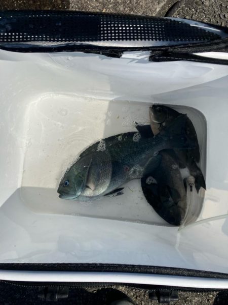 沖磯 梅雨グレ釣り