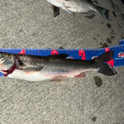 魚津港フカセ夜釣り