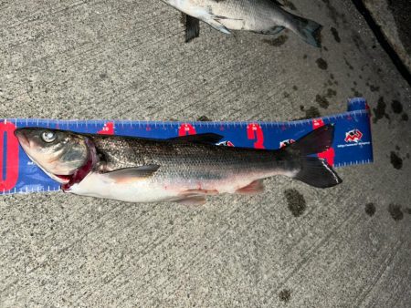 魚津港フカセ夜釣り