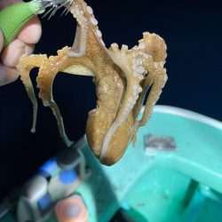 ナイトバチコンアジング&イカメタル