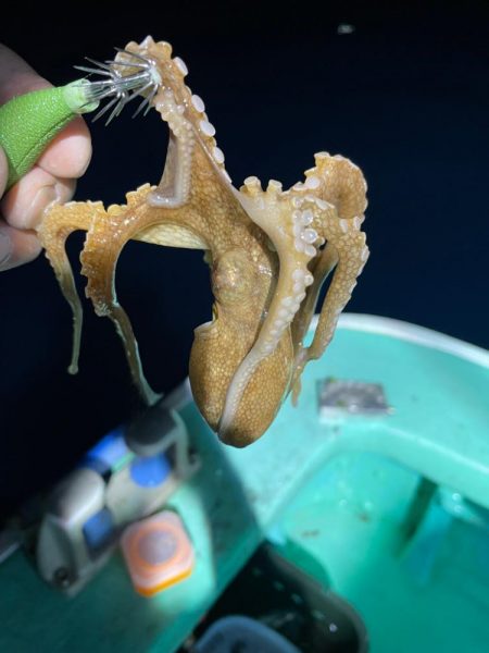 ナイトバチコンアジング&イカメタル