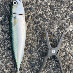 自作の仕掛けで(*’ω’*)