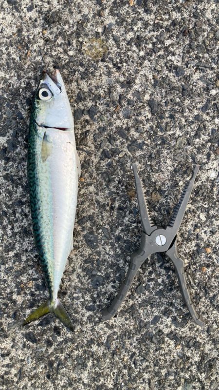 自作の仕掛けで(*’ω’*)