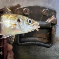 雨の中の表層パターン