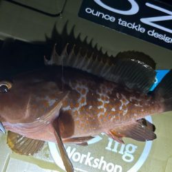 お持ち帰りアコウ捕獲成功‼️