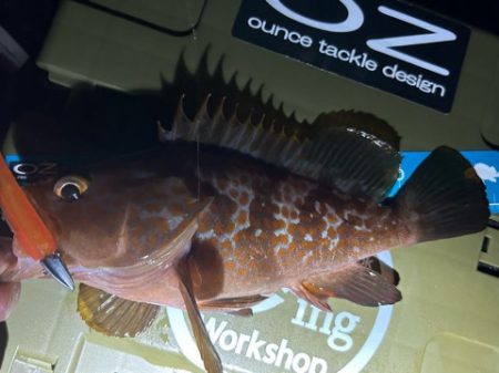 お持ち帰りアコウ捕獲成功‼️