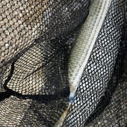 梅雨入りシーバス