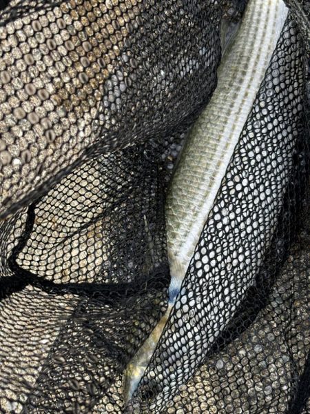 梅雨入りシーバス