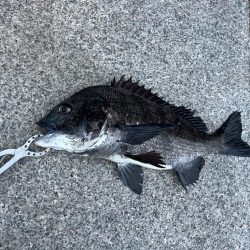 ガシラとセイゴ好調です