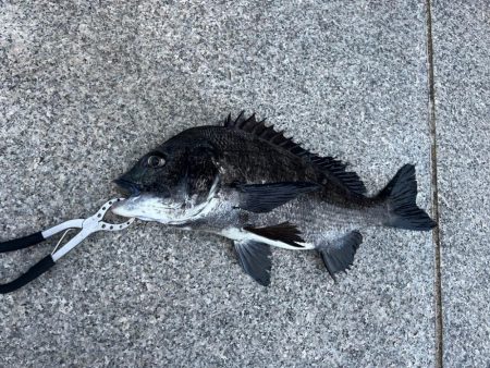 ガシラとセイゴ好調です