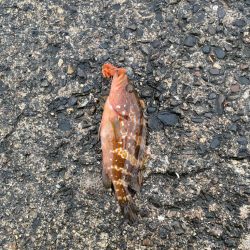 2日大雨後の根魚調査