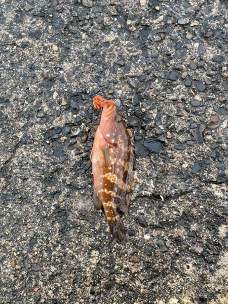 2日大雨後の根魚調査