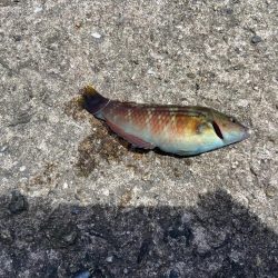 M:I:Ⅳ-シロギスタベラバカリ