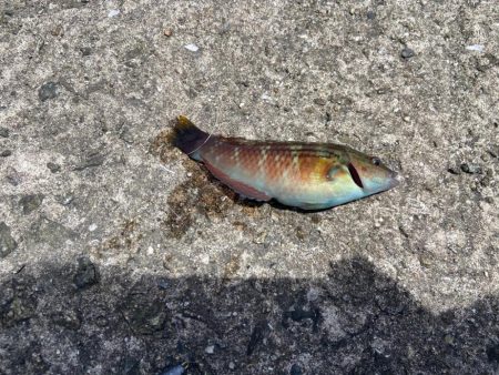 M:I:Ⅳ-シロギスタベラバカリ