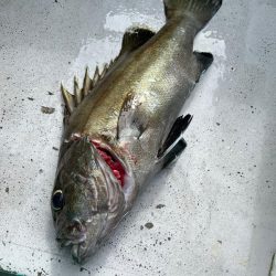 銚子ヒラメ解禁日、イワシ泳がせ五目
